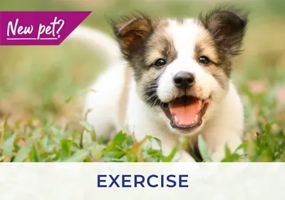 Kidderminster vets discuss exercising your puppy and kitten