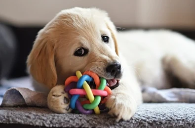 7 behaviours to look out for in a new puppy